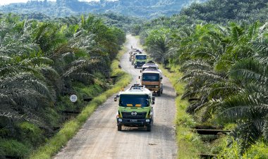 Perkembangan Positif Devisa Sawit di Indonesia