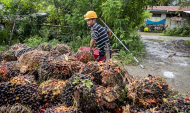 Keunggulan Minyak Sawit dalam Keterjangkauan Pangan