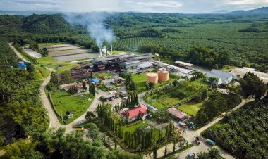 Kontribusi Positif Industri Kelapa Sawit dalam Ekonomi Hijau