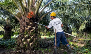 Mengenal Aspek Keberlanjutan Minyak Sawit