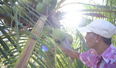 Mengangkat Pamor Kelapa Bido: Peran BPDP dalam Mendorong Produktivitas Perkebunan Kelapa di Kabupaten Pulau Morotai