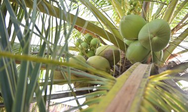 Primadona Endemik dari Morotai Kelapa Bido yang Bersinar