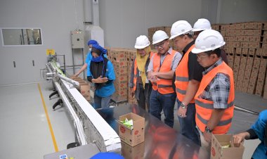 Sinergi Pengembangan Perkebunan Kelapa, BPDP Kunjungi Pabrik PT NICO di Halmahera Utara