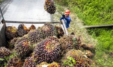 Beragam Inovasi Pemanfaatan Biomassa Kelapa Sawit