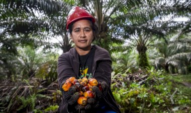 Lima Keunggulan Biomassa Kelapa Sawit