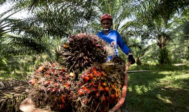 Beragam Manfaat Biomassa Kelapa Sawit