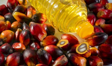 Kontribusi Minyak Sawit Terhadap Pendapatan dan Lapangan Kerja di India