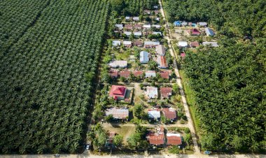 Kontribusi Industri Sawit dalam Pilar Pembangunan Lingkungan