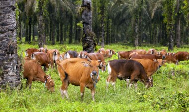 Komparasi Biodiversity Loss pada Minyak Nabati