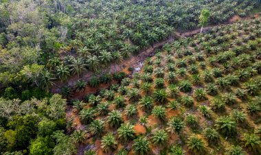 4 Peran Strategis Industri Kelapa Sawit Nasional