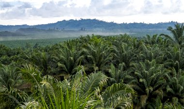 Tanaman Kelapa Sawit Si Paling Hemat Lahan