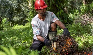 Kelapa Sawit Jadi Solusi Ketimpangan Ekonomi