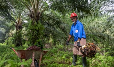 Kelapa Sawit Sebagai Sumber Kesejahteraan Petani dan Desa