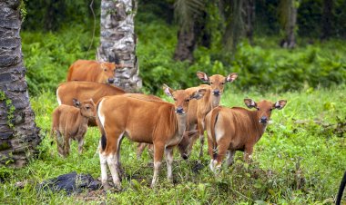 Minyak Sawit Solusi untuk Melestarikan Keanekaragaman Hayati