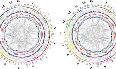 Membuka Black Box Genom Sawit: Terobosan untuk Pemuliaan Masa Depan
