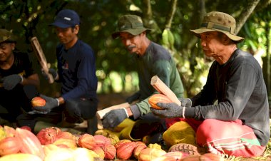 Opini Publik: Dari Kebun ke Perekonomian: Peran Perkebunan Kakao dalam Transformasi Ekonomi dan Sosial Berkelanjutan