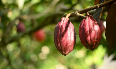 Opini Publik:  R2U: Restorasi, Resiliensi, dan Usahatani Kakao sebagai Strategi Integratif dalam Mewujudkan Keberlanjutan Ekologi, Ketahanan Sosial-Ekonomi, dan Transformasi Agraris di Sulawesi Selatan
