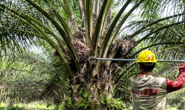 Opini Publik: Mitra Bumi yang Menguntungkan: Carbon Farming sebagai Jalan Keluar untuk Membangun Industri Sawit Berkelanjutan dan Berdaya Saing Global