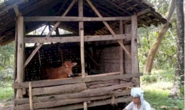 Opini Publik: Filosofi dan Praktik Hidup bersama Pohon Kelapa
