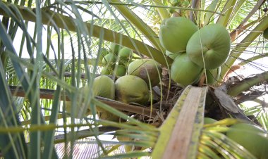 Opini Publik: Dari Limbah untuk Kedaulatan Energi Hilirisasi: Inovasi Teknologi Sabut Kelapa sebagai Solusi Krisis Bahan Baku Industri Kelapa Nasional