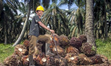 Opini Publik: Pluralitas & Sawit: Harmoni Sosial dan Ekonomi Keberlanjutan Kalimantan Barat