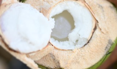 Opini Publik: From Waste to Wellness: Minuman Isotonik Probiotik Air Kelapa dengan Starter Dadiah Khas Nusantara