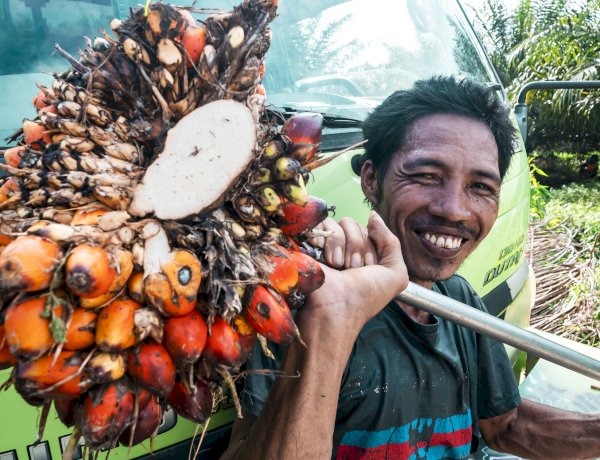 Kelapa Sawit Jadi Solusi Bahan Baku Pakan Global