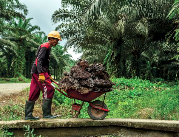 Prospek Pasar Bioemulsifier Sawit