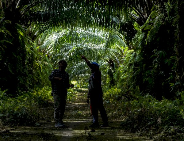 Potensi Besar Bioemulsifier Sawit