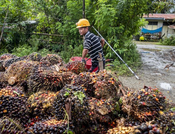 Keunggulan Minyak Sawit dalam Keterjangkauan Pangan