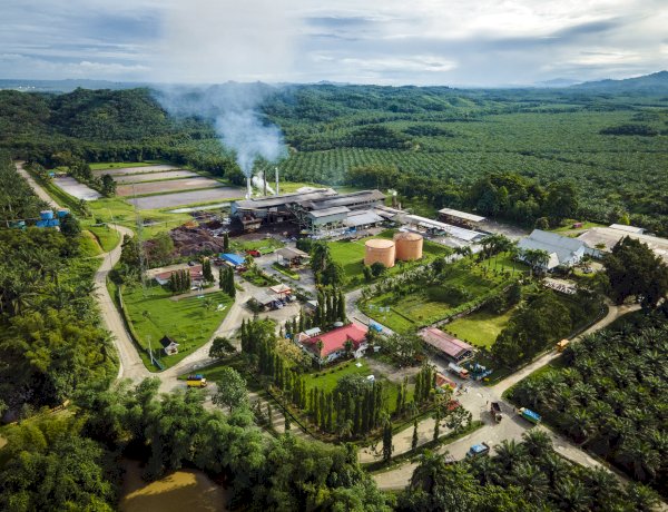Kontribusi Positif Industri Kelapa Sawit dalam Ekonomi Hijau