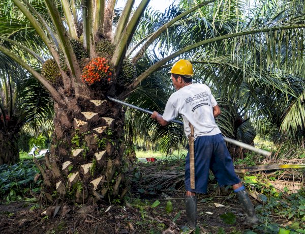 Mengenal Aspek Keberlanjutan Minyak Sawit
