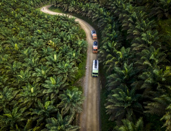 Asal-Usul Lahan Kebun Sawit Indonesia
