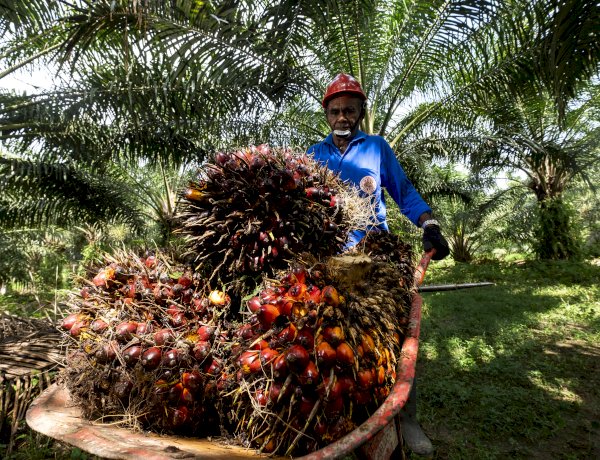 Beragam Manfaat Biomassa Kelapa Sawit