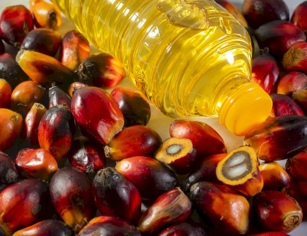 Kontribusi Minyak Sawit Terhadap Pendapatan dan Lapangan Kerja di India