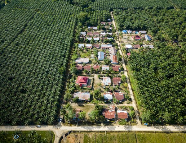 Kontribusi Industri Sawit dalam Pilar Pembangunan Lingkungan