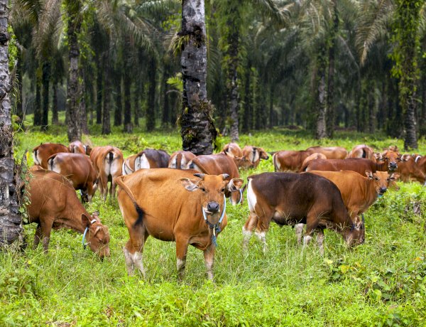 Komparasi Biodiversity Loss pada Minyak Nabati