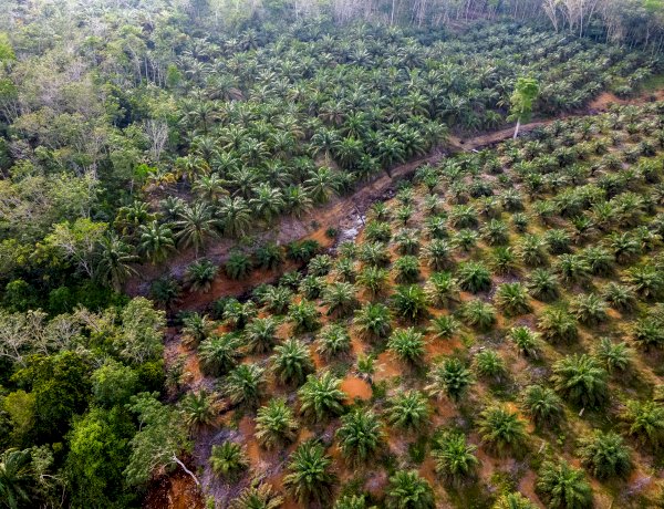 4 Peran Strategis Industri Kelapa Sawit Nasional