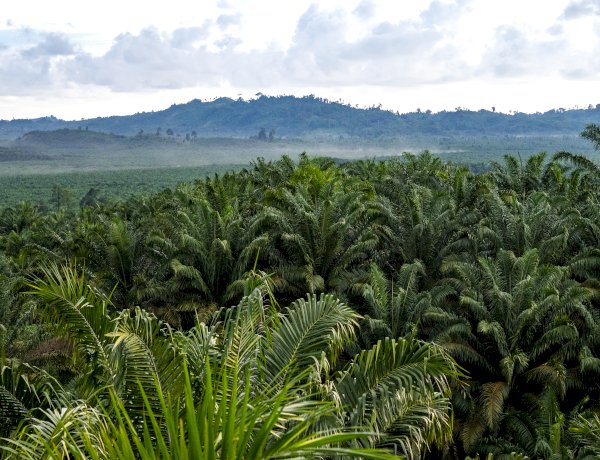 Tanaman Kelapa Sawit Si Paling Hemat Lahan