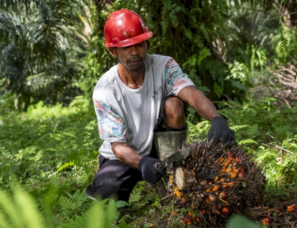 Kelapa Sawit Jadi Solusi Ketimpangan Ekonomi