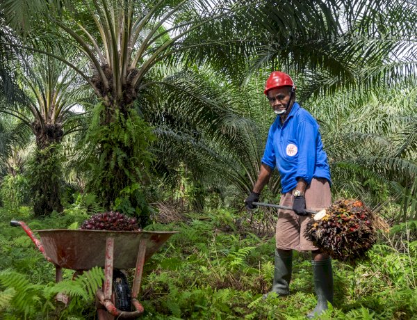 Kelapa Sawit Sebagai Sumber Kesejahteraan Petani dan Desa