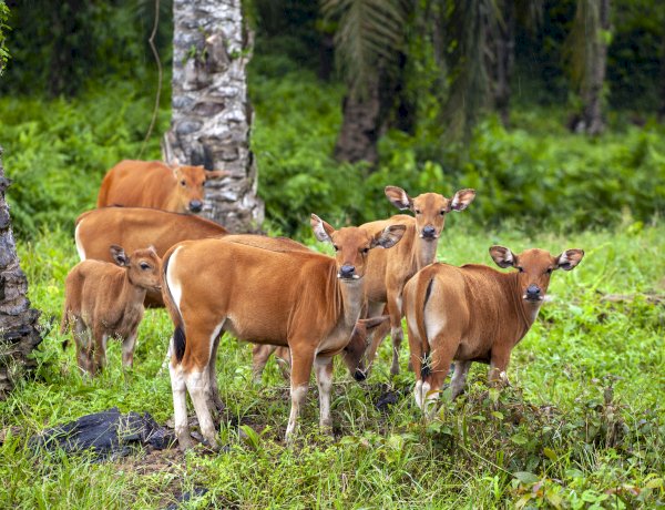 Minyak Sawit Solusi untuk Melestarikan Keanekaragaman Hayati