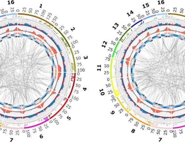 Membuka Black Box Genom Sawit: Terobosan untuk Pemuliaan Masa Depan