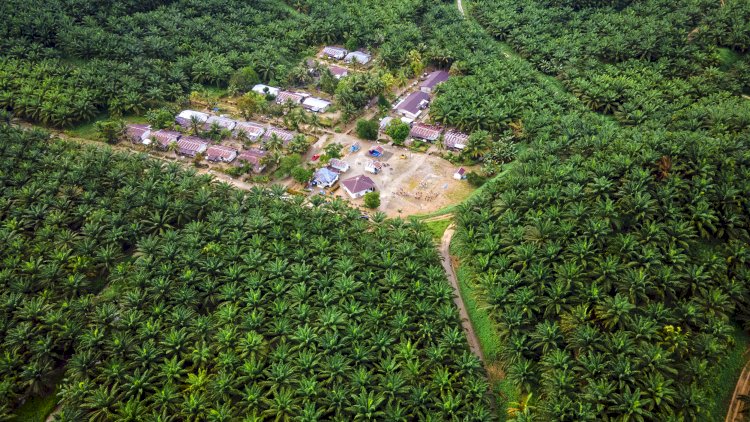 Peraturan Direktur Utama Tentang Tata Cara Pengenaan Pungutan Atas Ekspor Kelapa Sawit, Crude Palm Oil Dan/Atau Produk Turunannya.