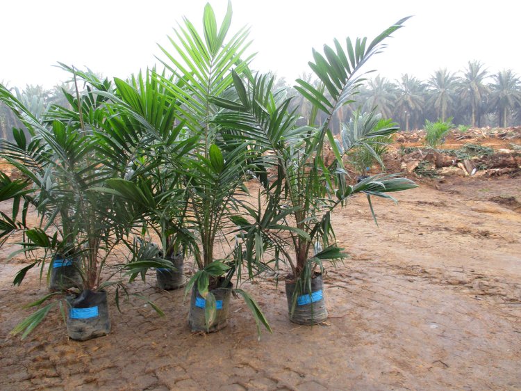 Potential Income Sources for Oil Palm Farmers During Replanting Seasons