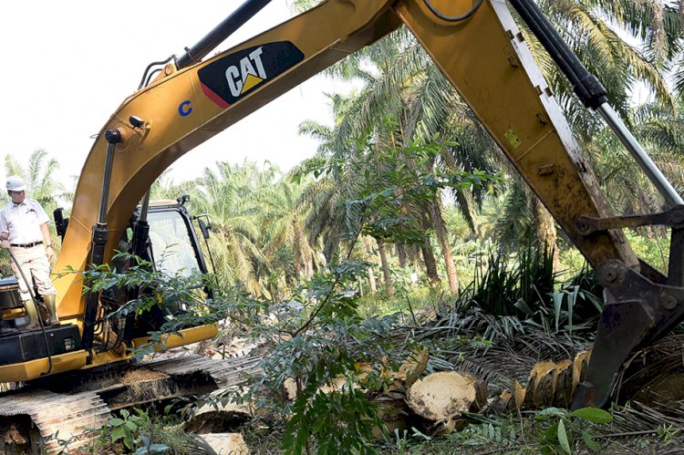 Farmers in Jambi Continue Replanting Oil Palm Trees