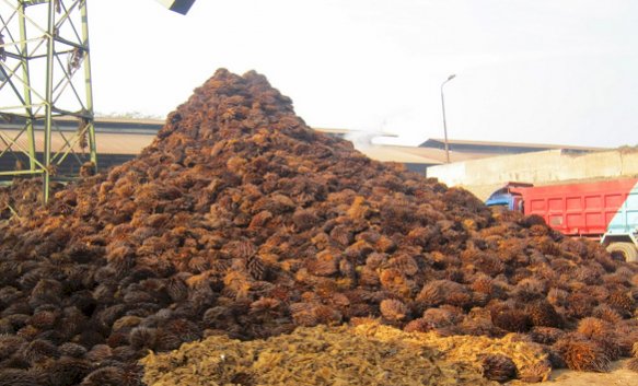 Oil Palm Biomass, a Source of Renewable Energy