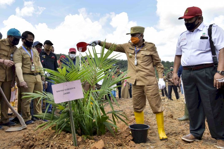 Jambi Relies on Oil Palm Replanting to Boost Economic Growth
