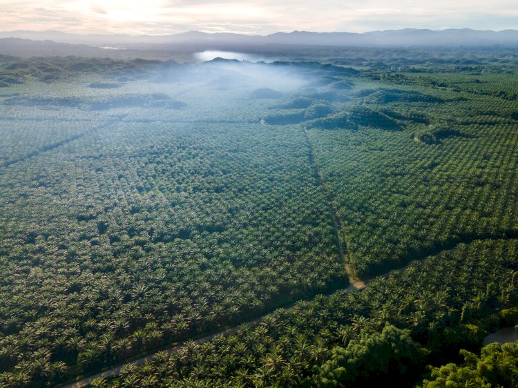 Threats in Europe, for Indonesian Palm Oil in 2023