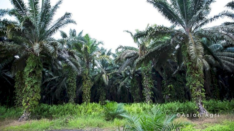 Mengenal Strategi Peningkatan Produktivitas Perkebunan Sawit yang Berkelanjutan